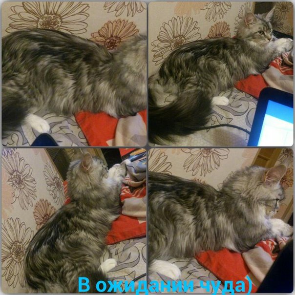Кошка мейн кун Мурра (2LcdGF3aTD0)