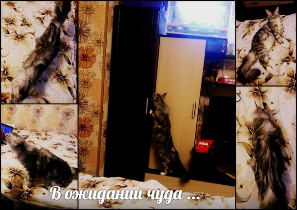 Кошка мейн кун Мурра (TgRRRMRU3Mg)