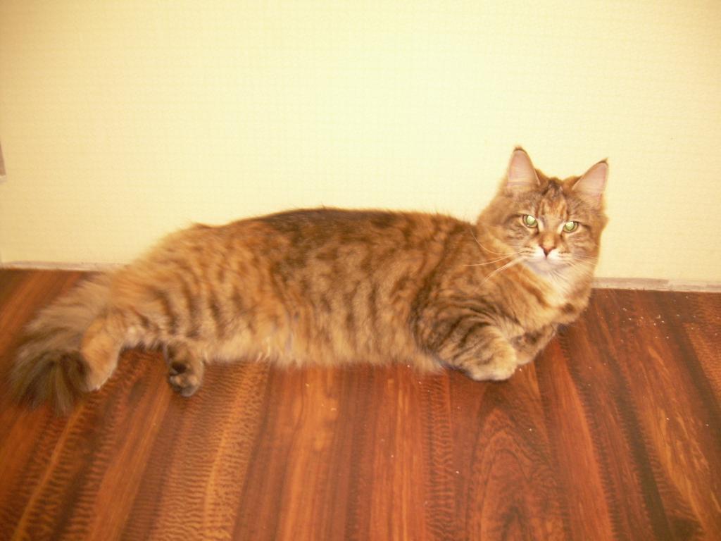 Кошка мейн кун Юки (DSCN1761)