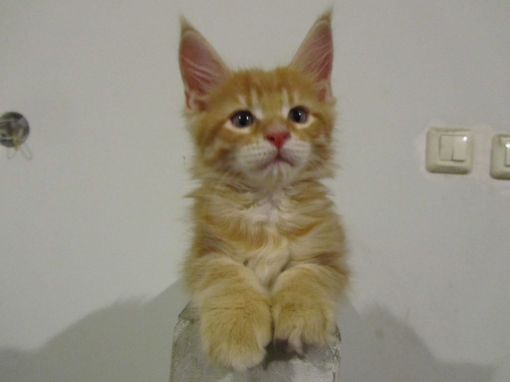 Котята мейн кун (IMG_0707)