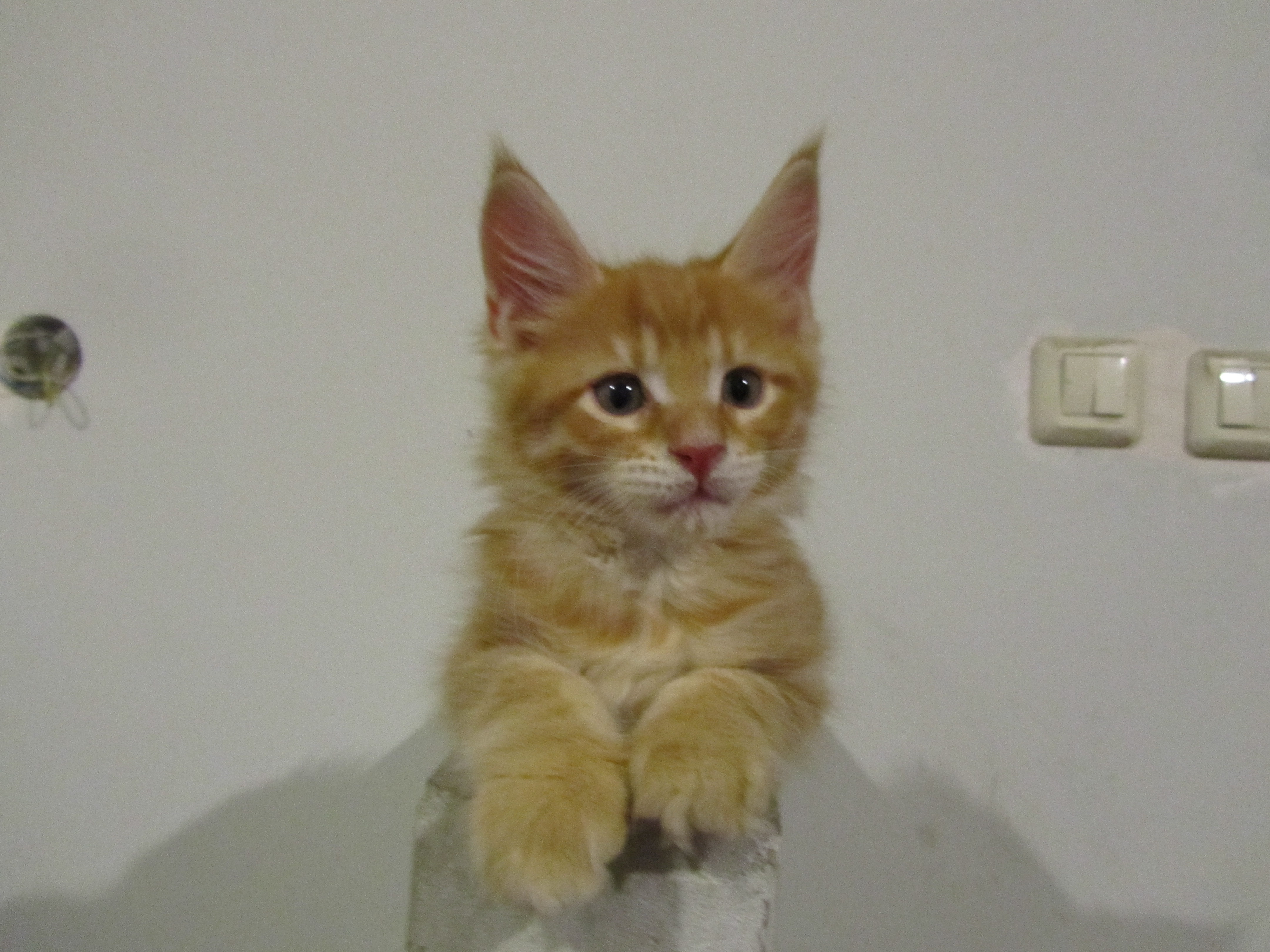 Котята мейн кун (IMG_0708)