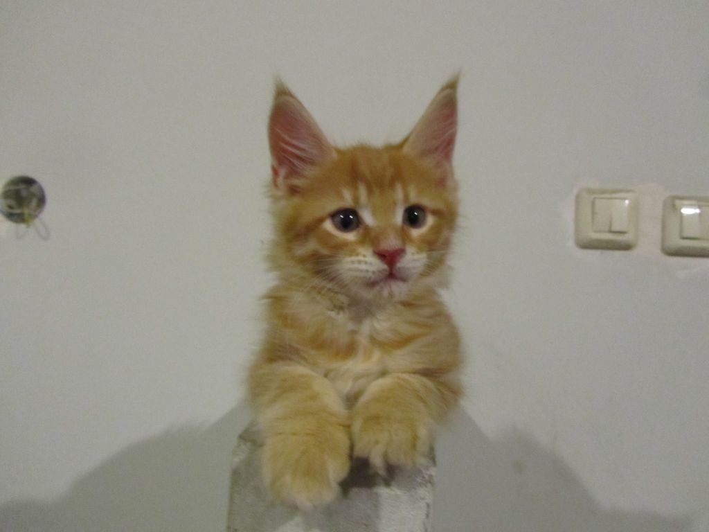 Котята мейн кун (IMG_0708)