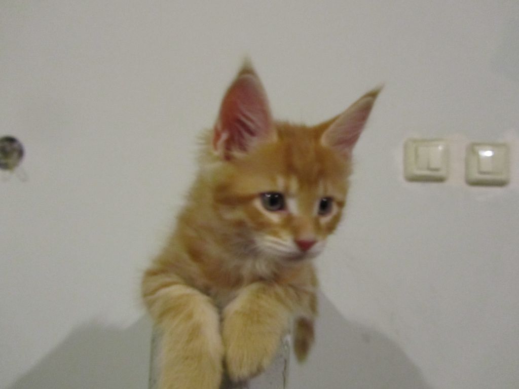 Котята мейн кун (IMG_0709)