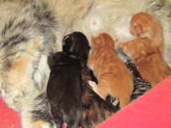Котята мейн кун (IMG_1646)