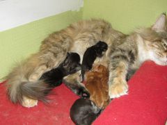 Котята мейн кун (IMG_1650)