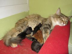 Котята мейн кун (IMG_1651)