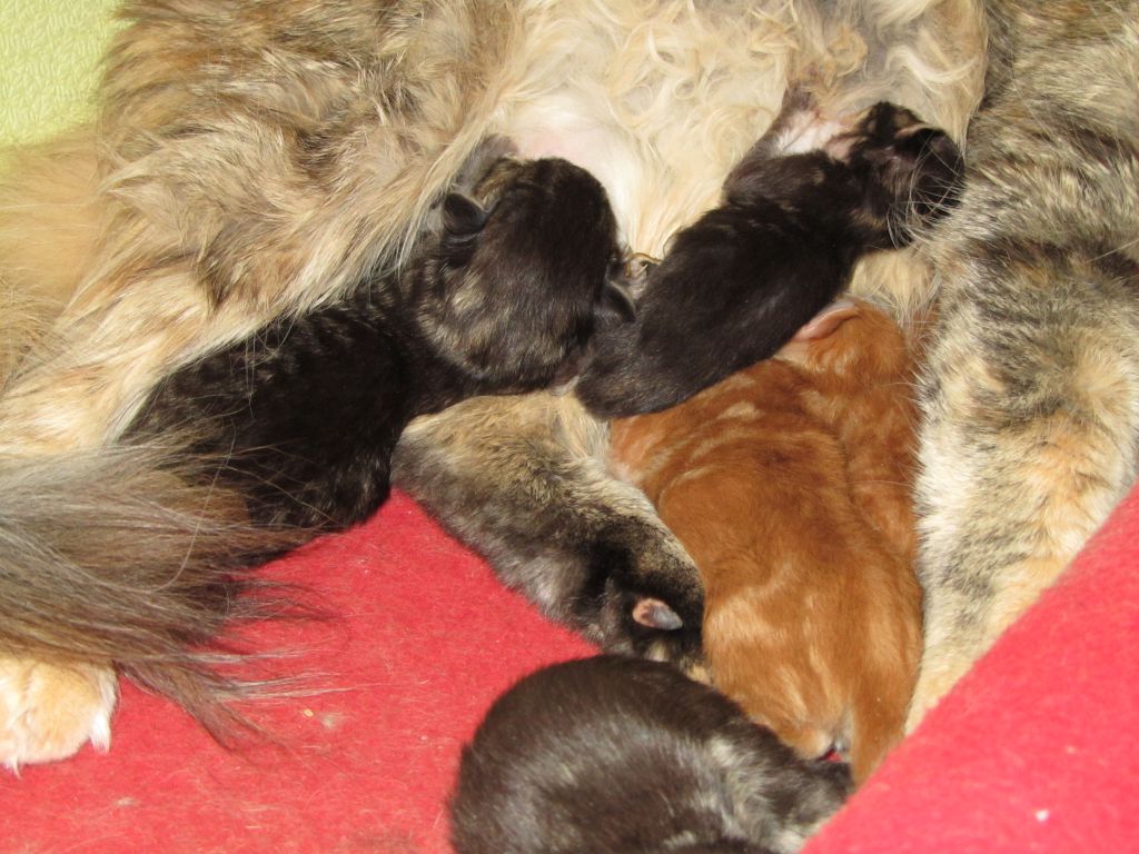 Котята мейн кун (IMG_1652)