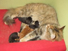 Котята мейн кун (IMG_1653)