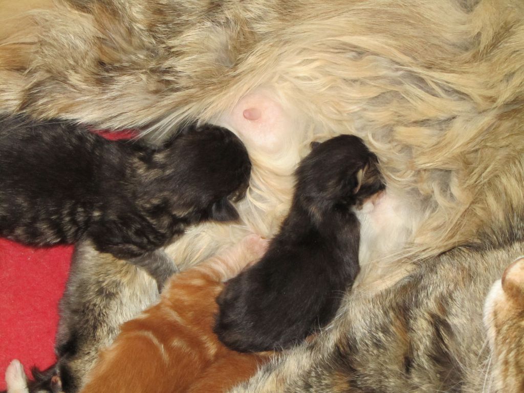 Котята мейн кун (IMG_1654)