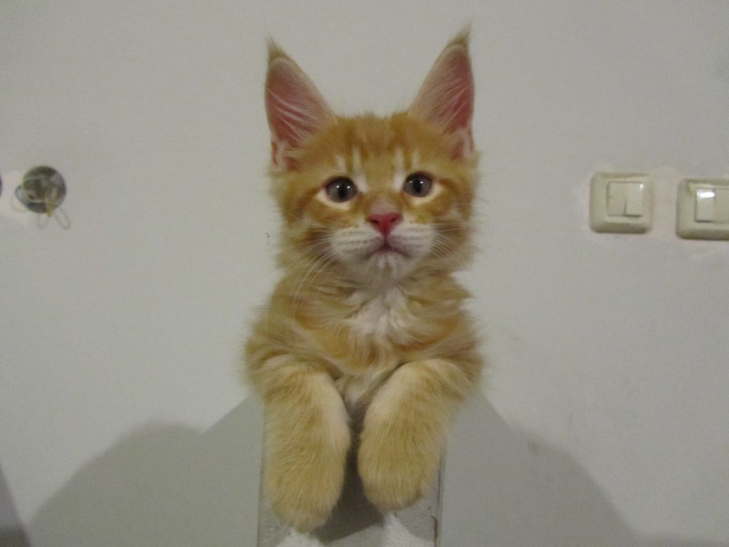 Котята мейн кун (IMG_0710)