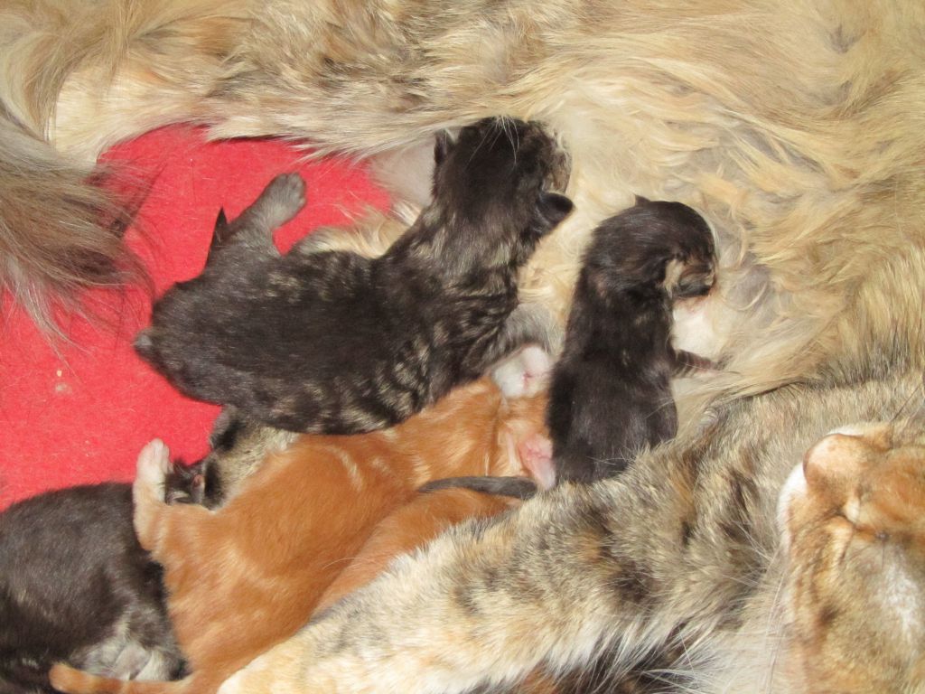 Котята мейн кун (IMG_1656)