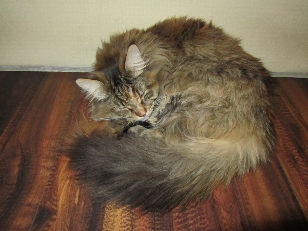Кошка мейн кун Касси (IMG_1649)