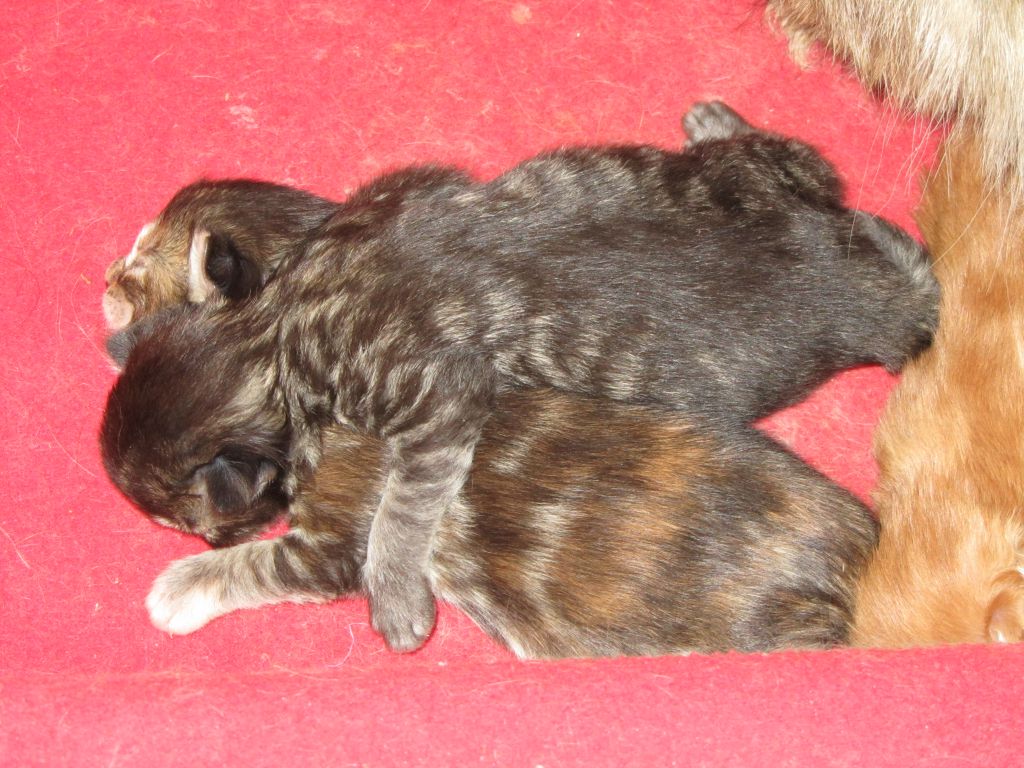 Котята мейн кун (IMG_1658)