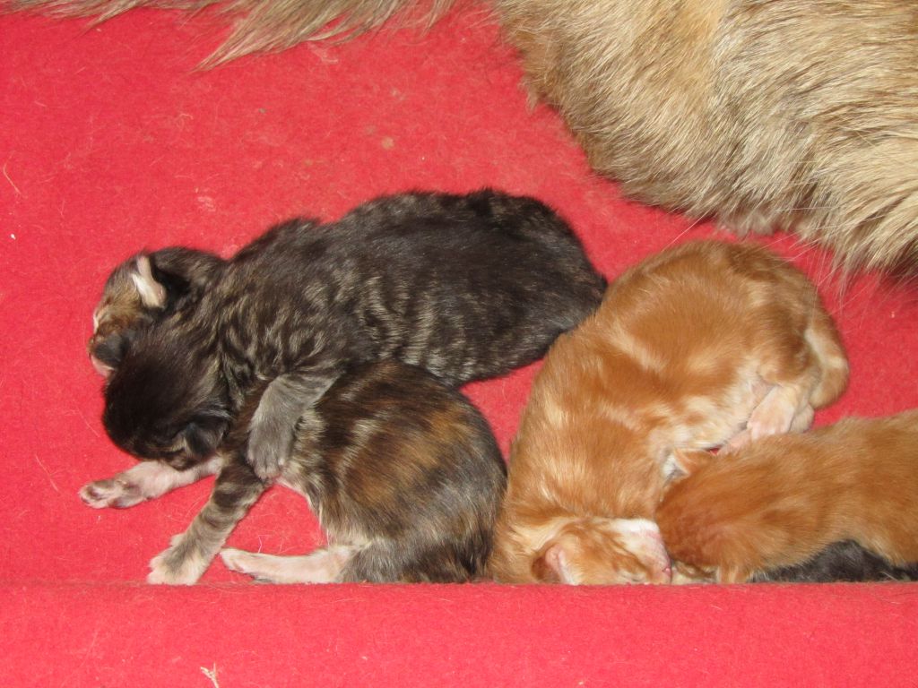 Котята мейн кун (IMG_1660)