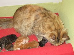 Котята мейн кун (IMG_1661)