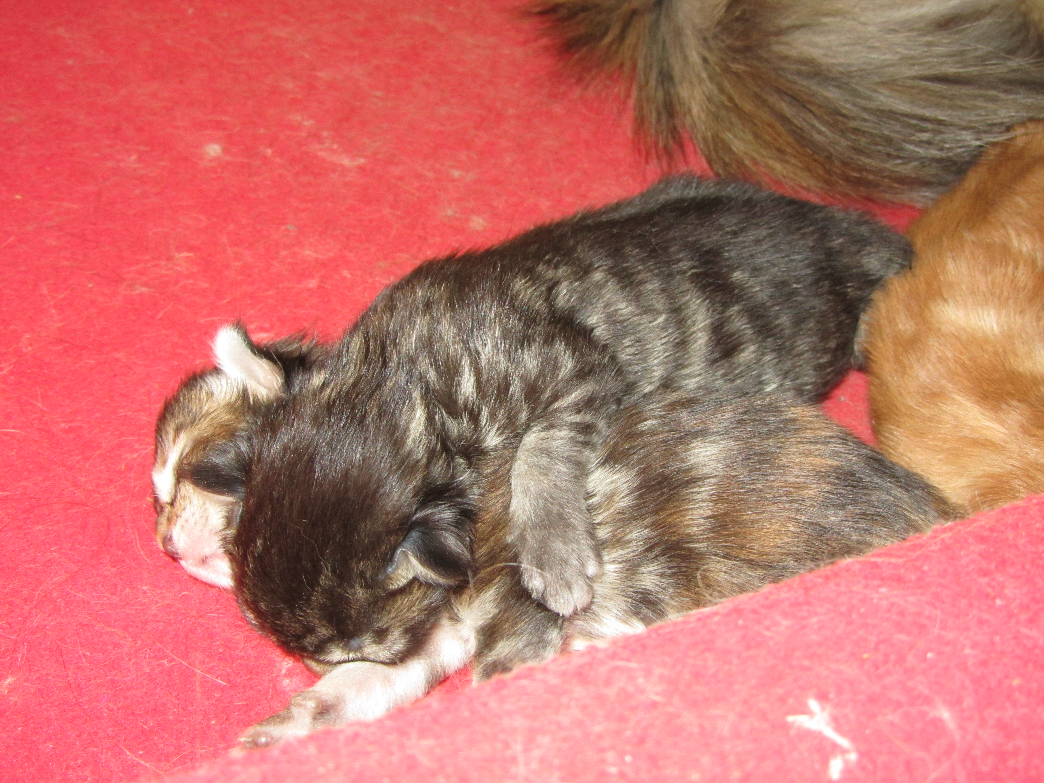 Котята мейн кун (IMG_1662)