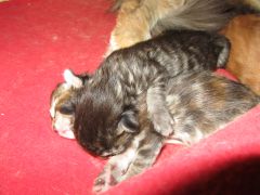 Котята мейн кун (IMG_1664)
