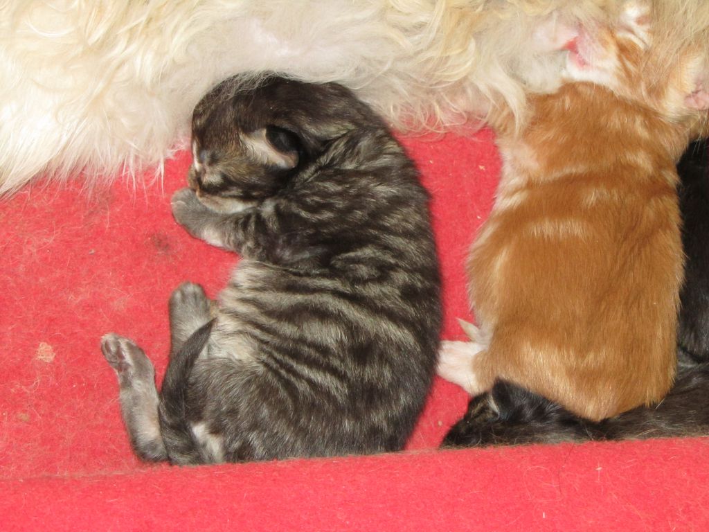 Котята мейн кун (IMG_1667)