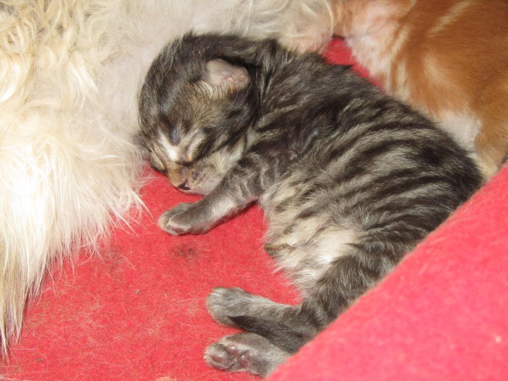 Котята мейн кун (IMG_1668)