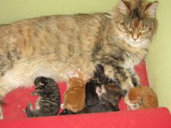 Котята мейн кун (IMG_1670)