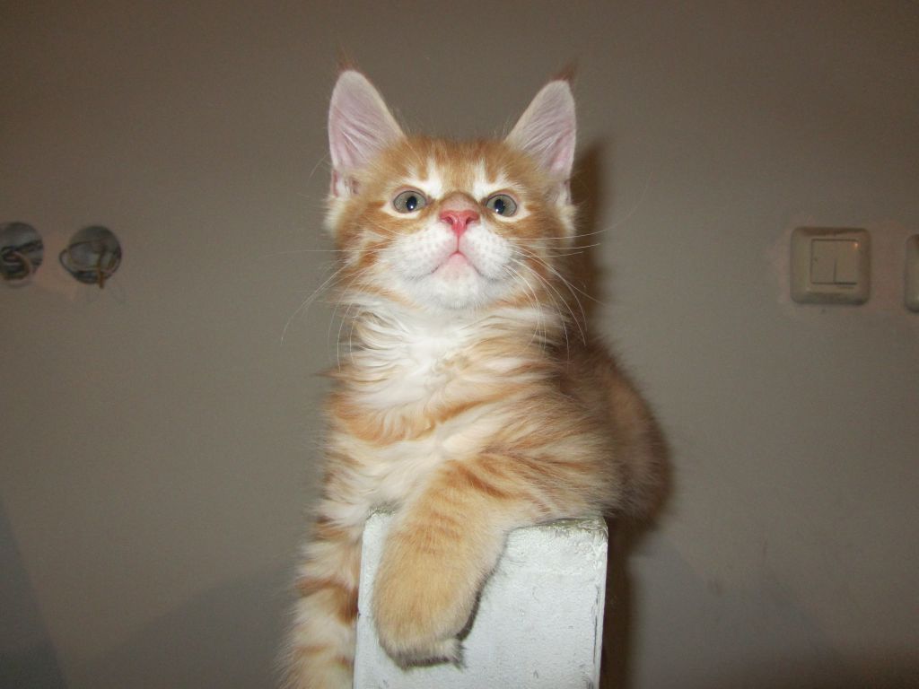 Котята мейн кун (IMG_0712)