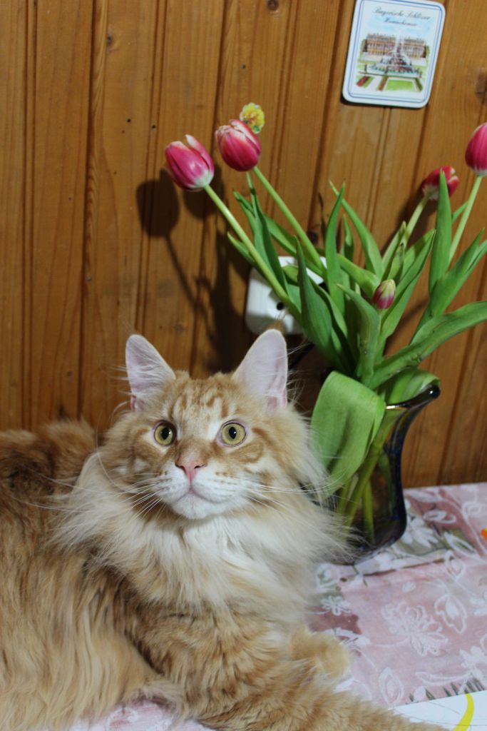Кот мейн кун Лео (IMG_6489)