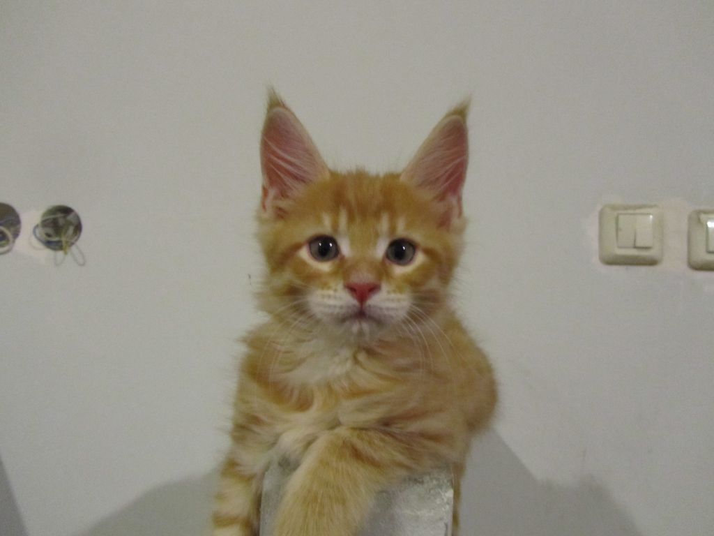 Котята мейн кун (IMG_0713)