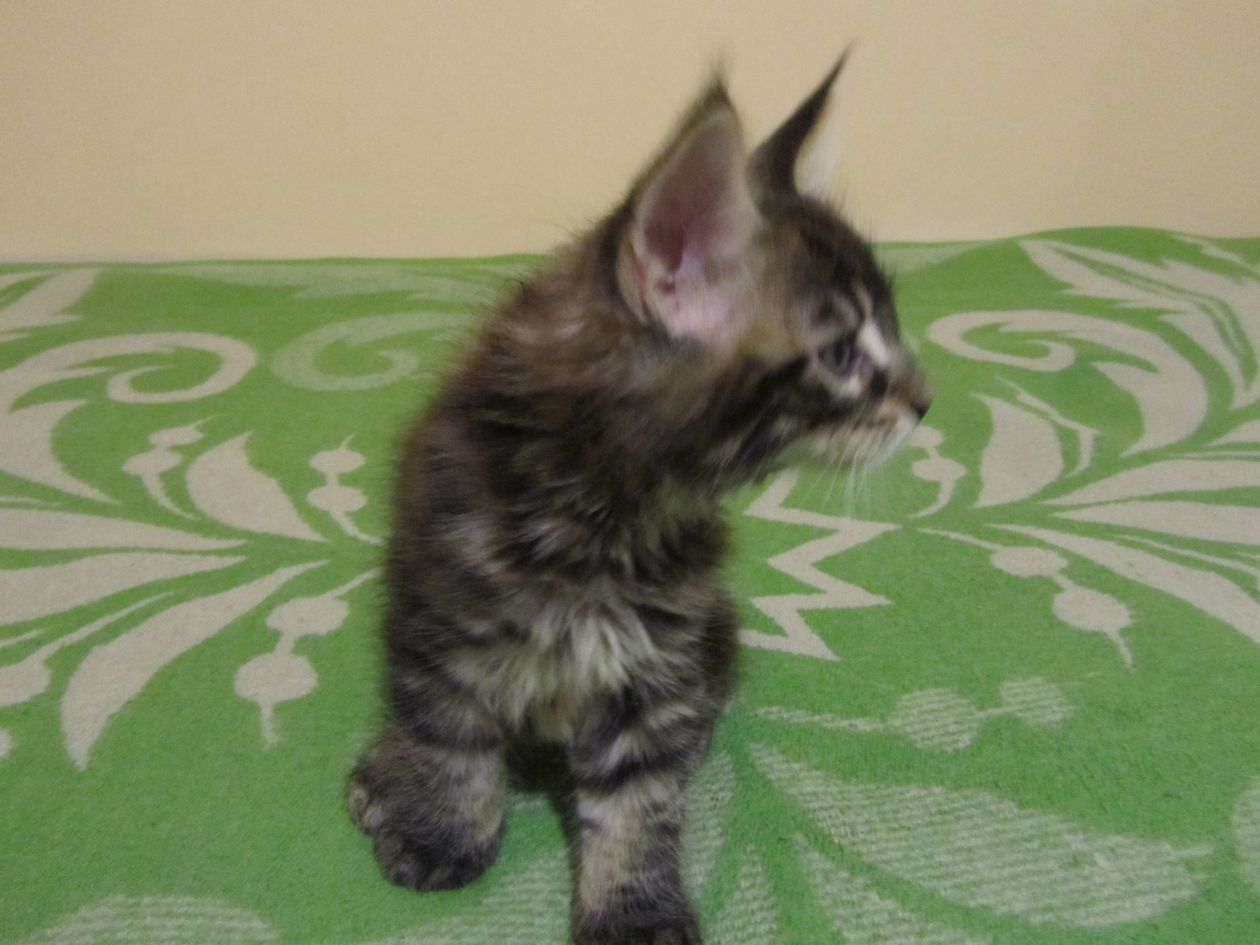 Котята мейн кун (IMG_0714)