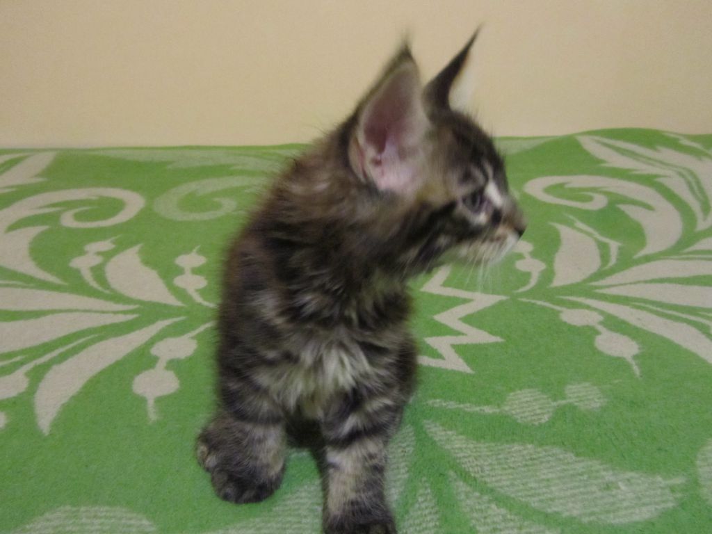 Котята мейн кун (IMG_0714)