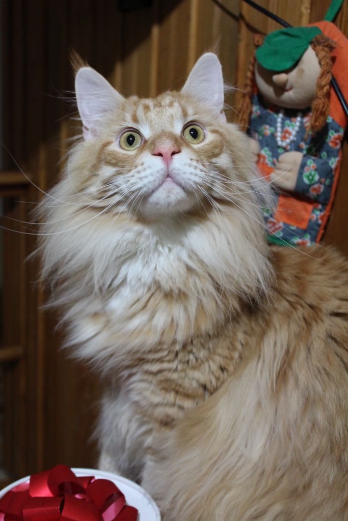 Кот мейн кун Лео (IMG_6548)
