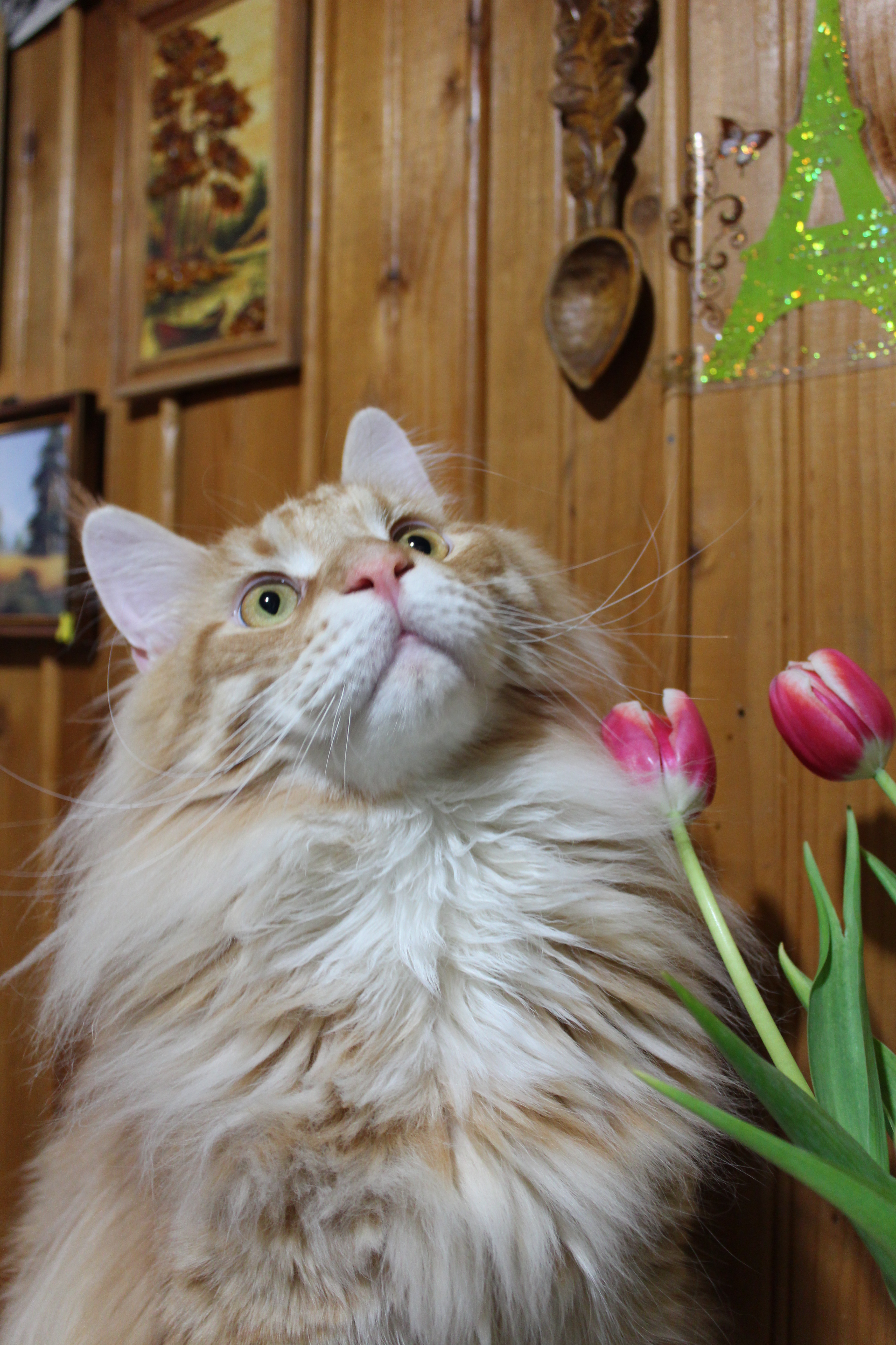Кот мейн кун Лео (IMG_6538)