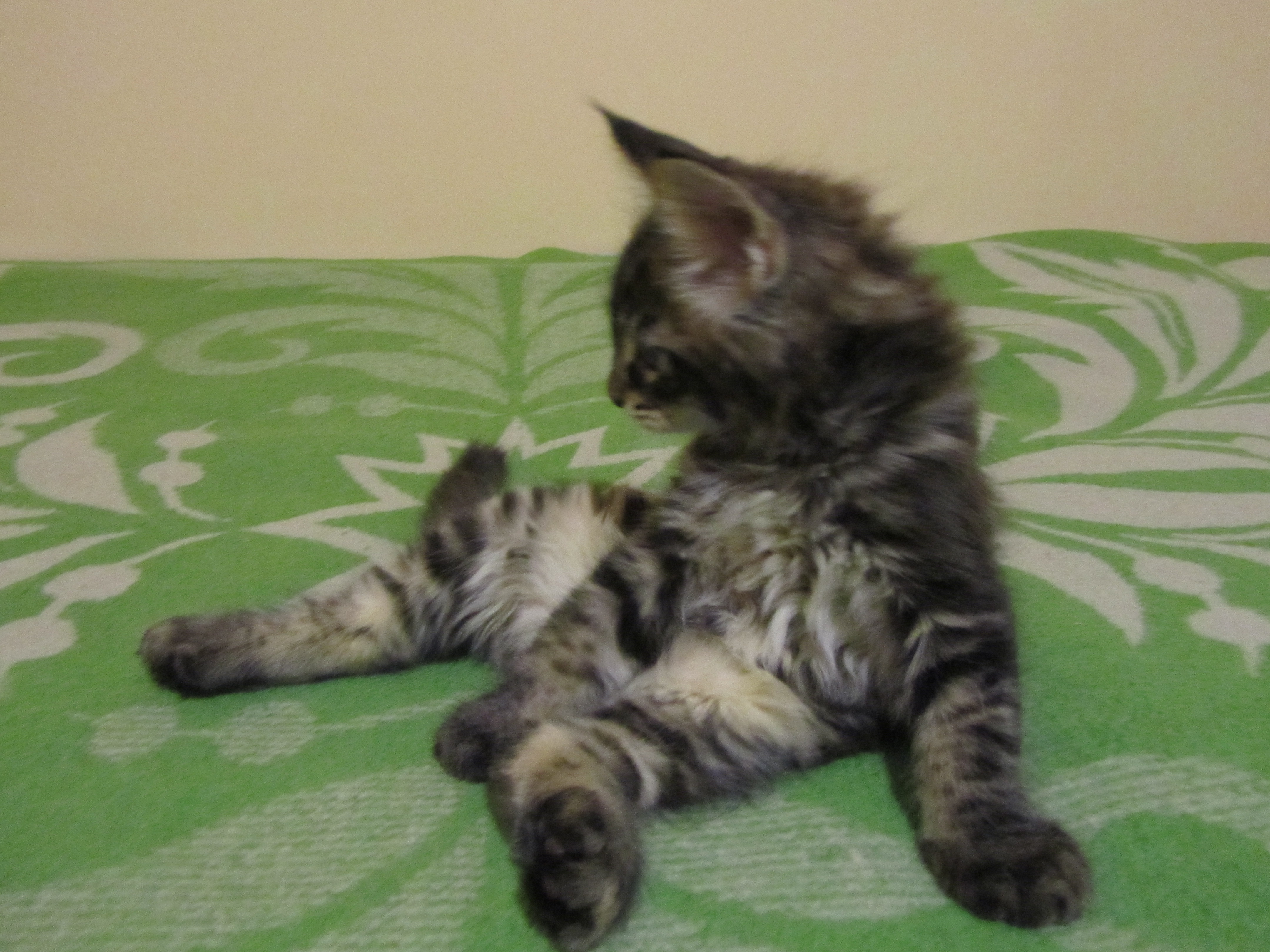 Котята мейн кун (IMG_0718)