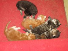Котята мейн кун (IMG_1689)