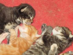 Котята мейн кун (IMG_1692)