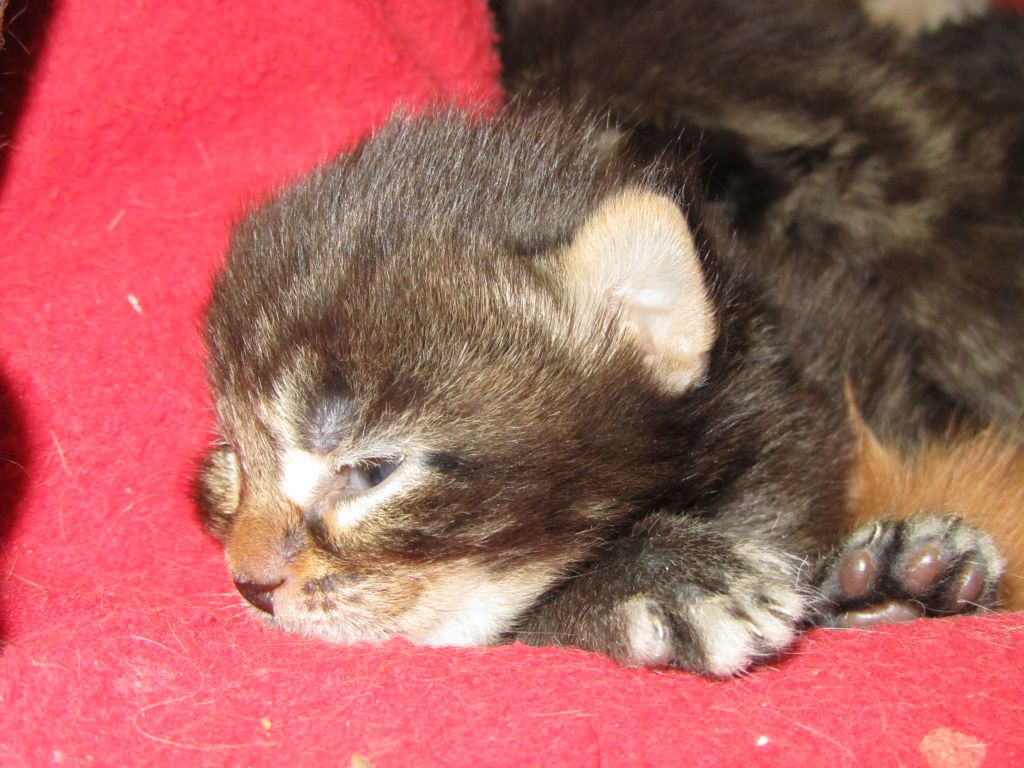 Котята мейн кун (IMG_1693)