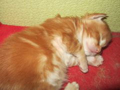 Котята мейн кун (IMG_1694)