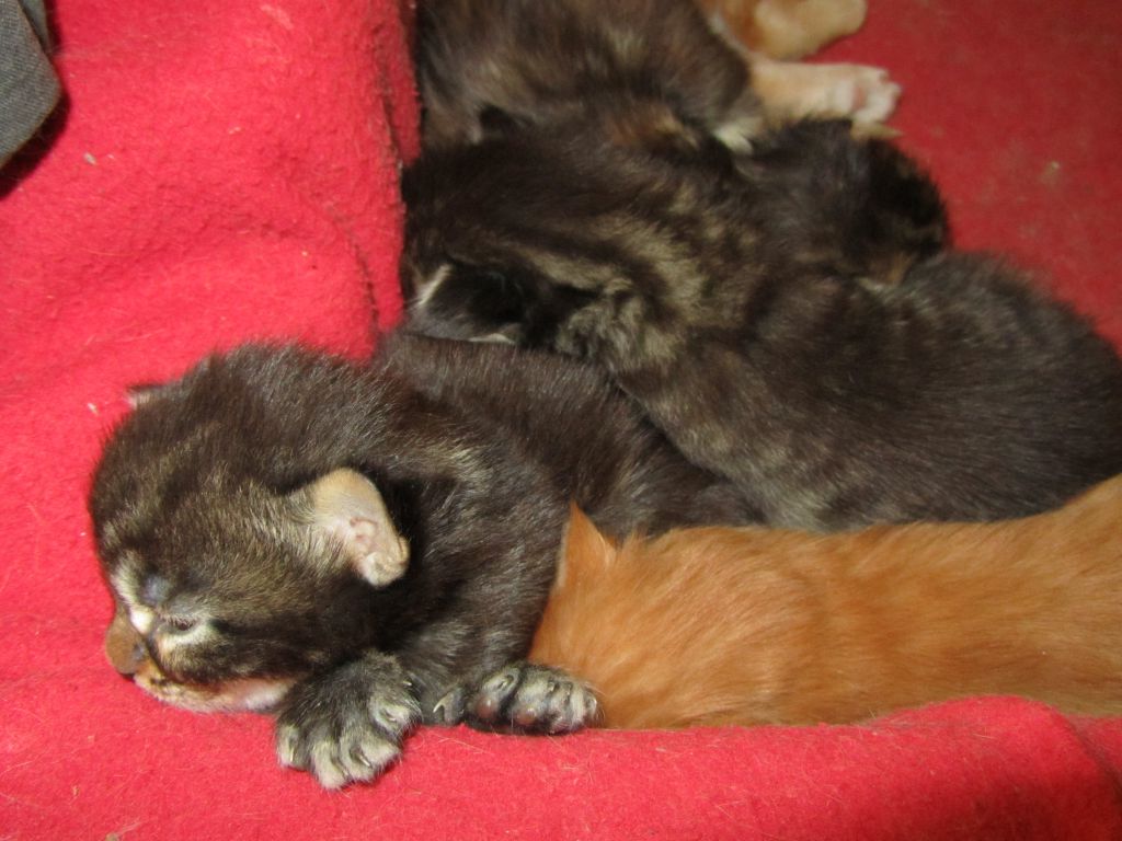 Котята мейн кун (IMG_1695)