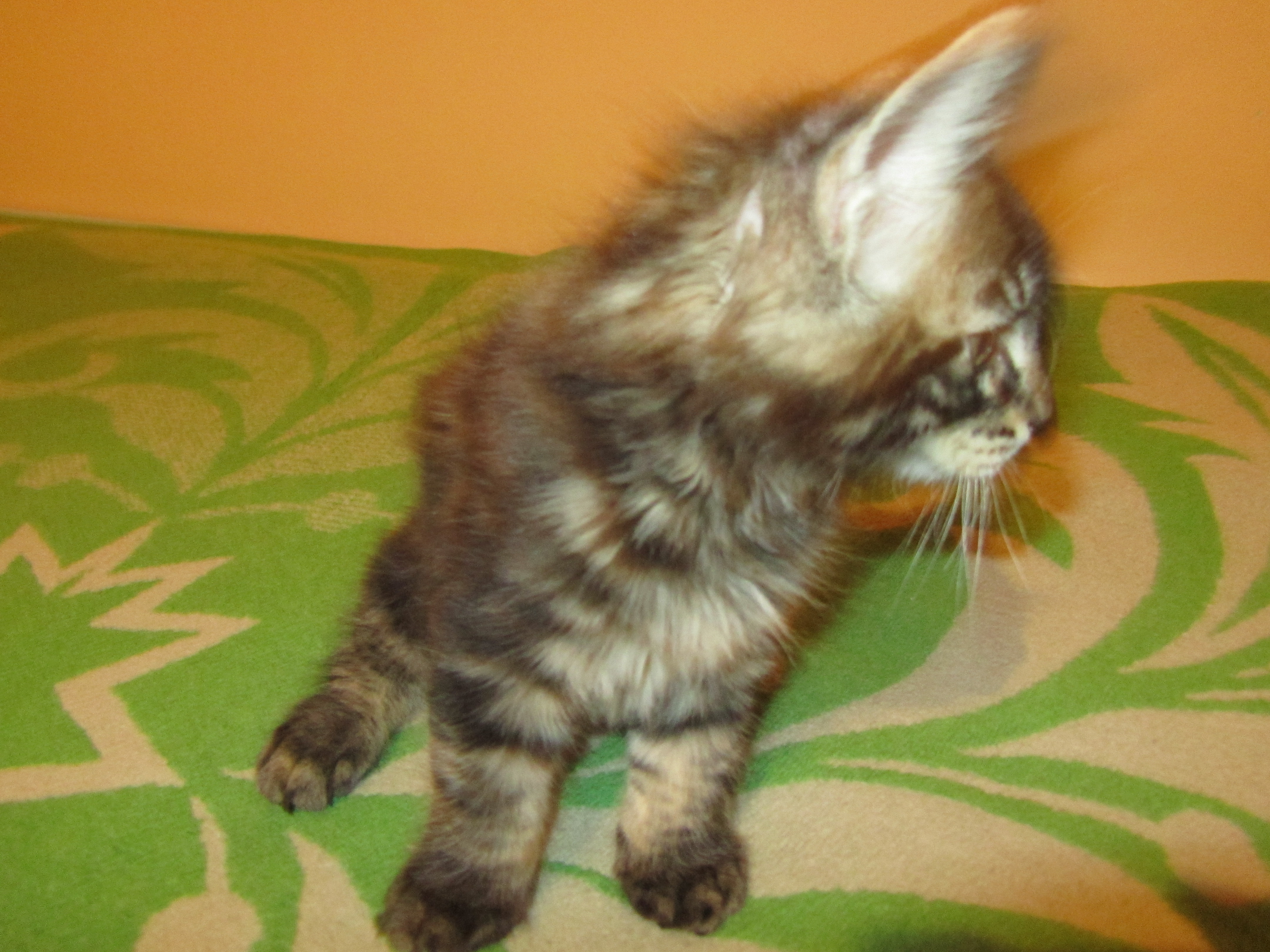Котята мейн кун (IMG_0719)