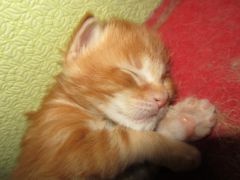 Котята мейн кун (IMG_1696)