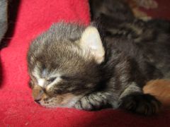 Котята мейн кун (IMG_1700)