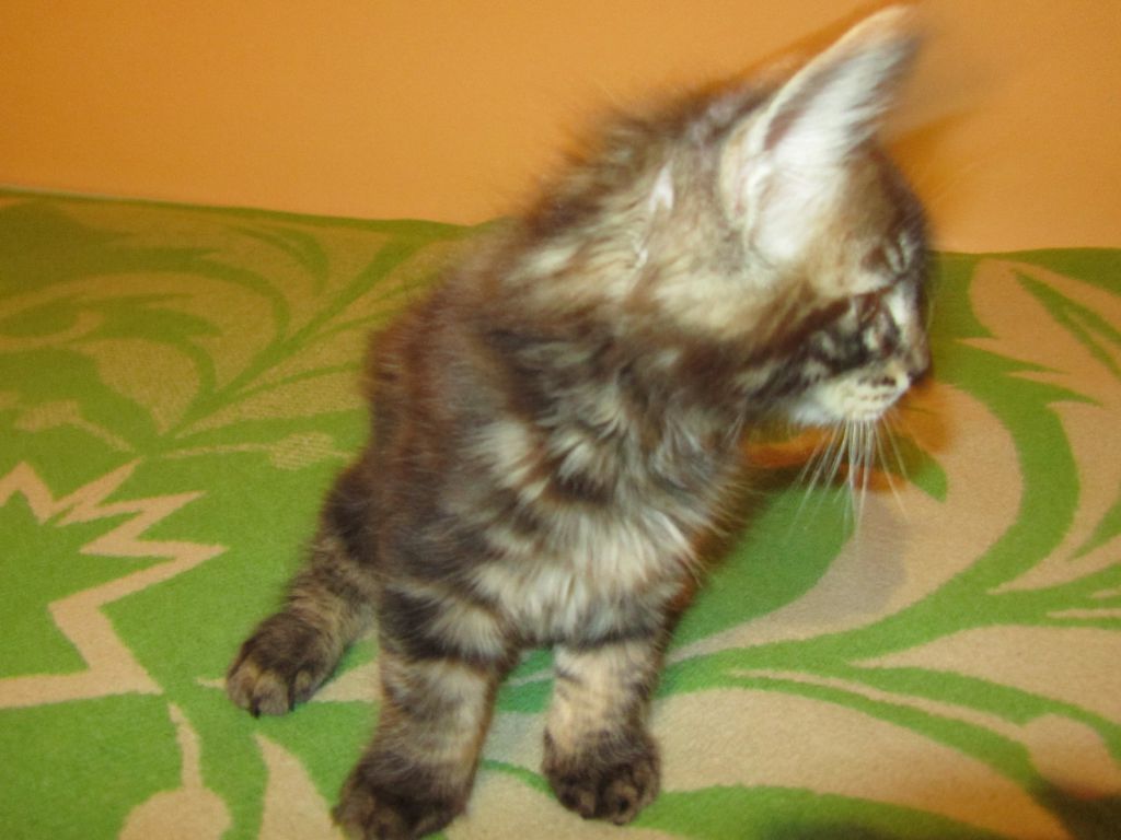 Котята мейн кун (IMG_0719)