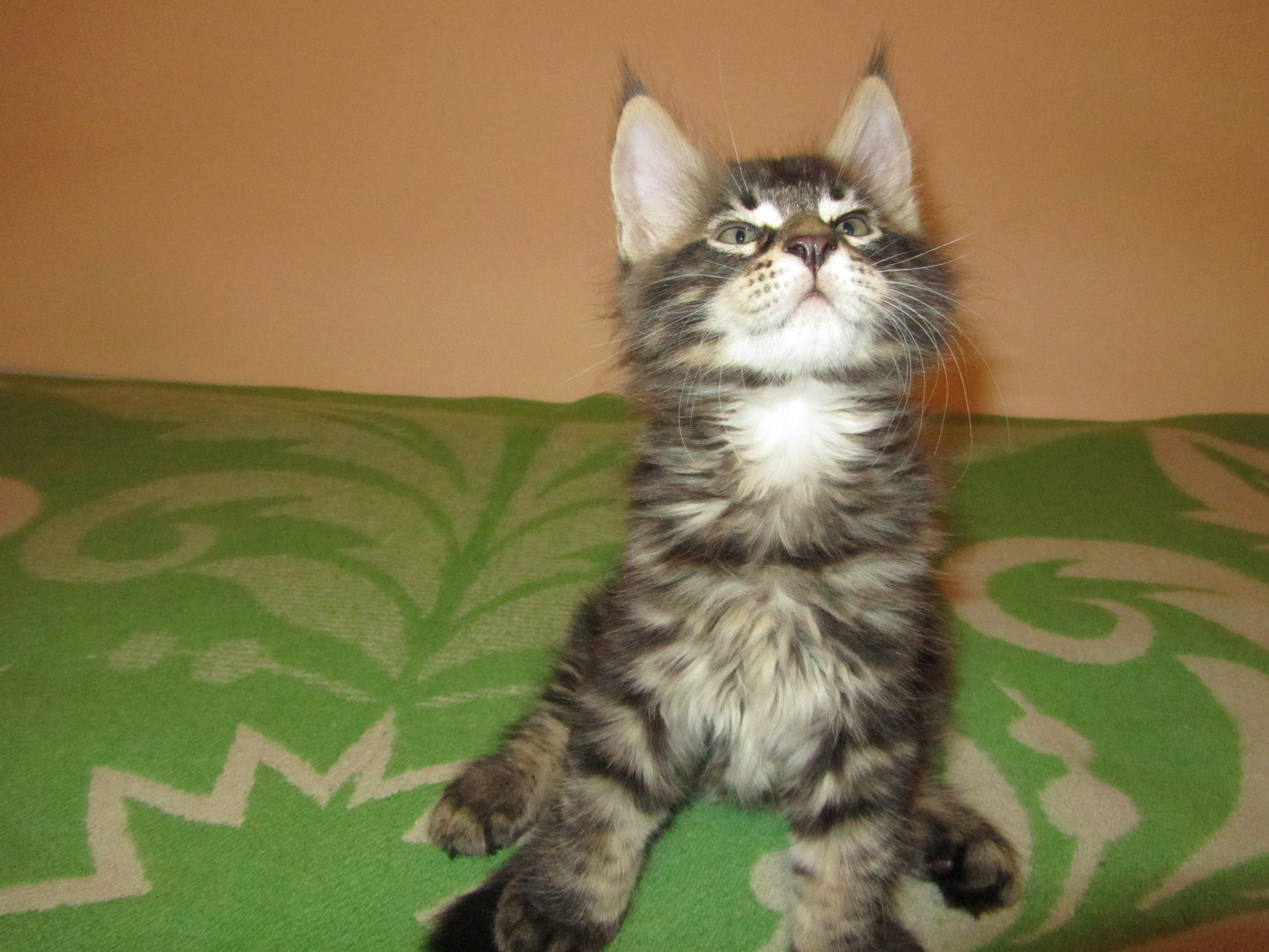 Котята мейн кун (IMG_0720)