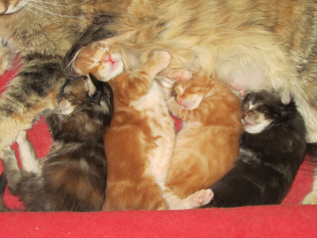 Котята мейн кун (IMG_1702)