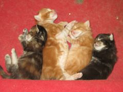 Котята мейн кун (IMG_1703)