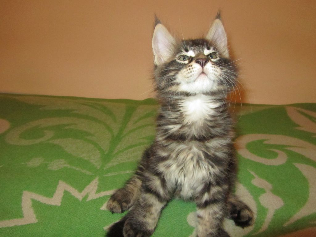 Котята мейн кун (IMG_0720)