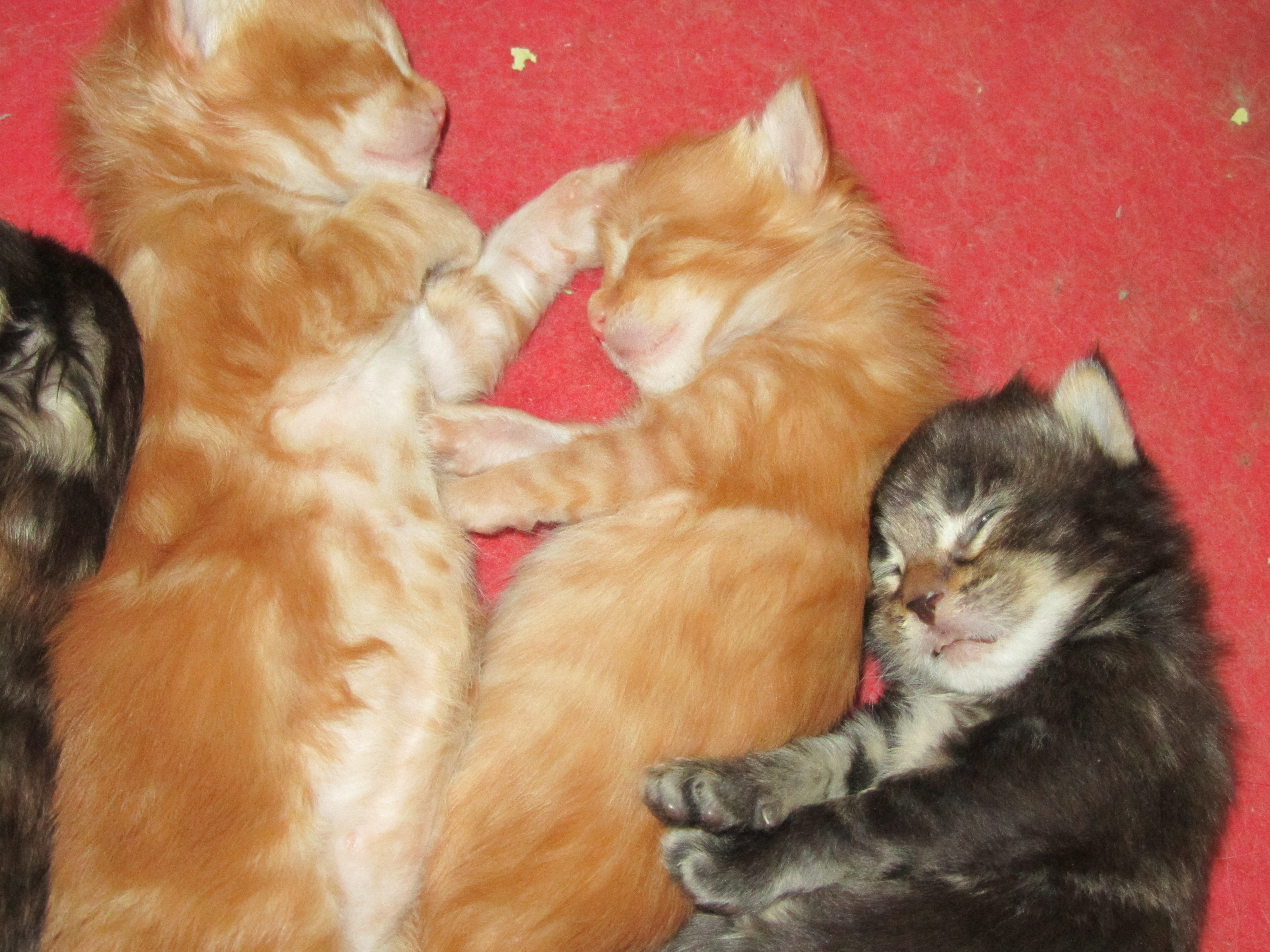 Котята мейн кун (IMG_1704)