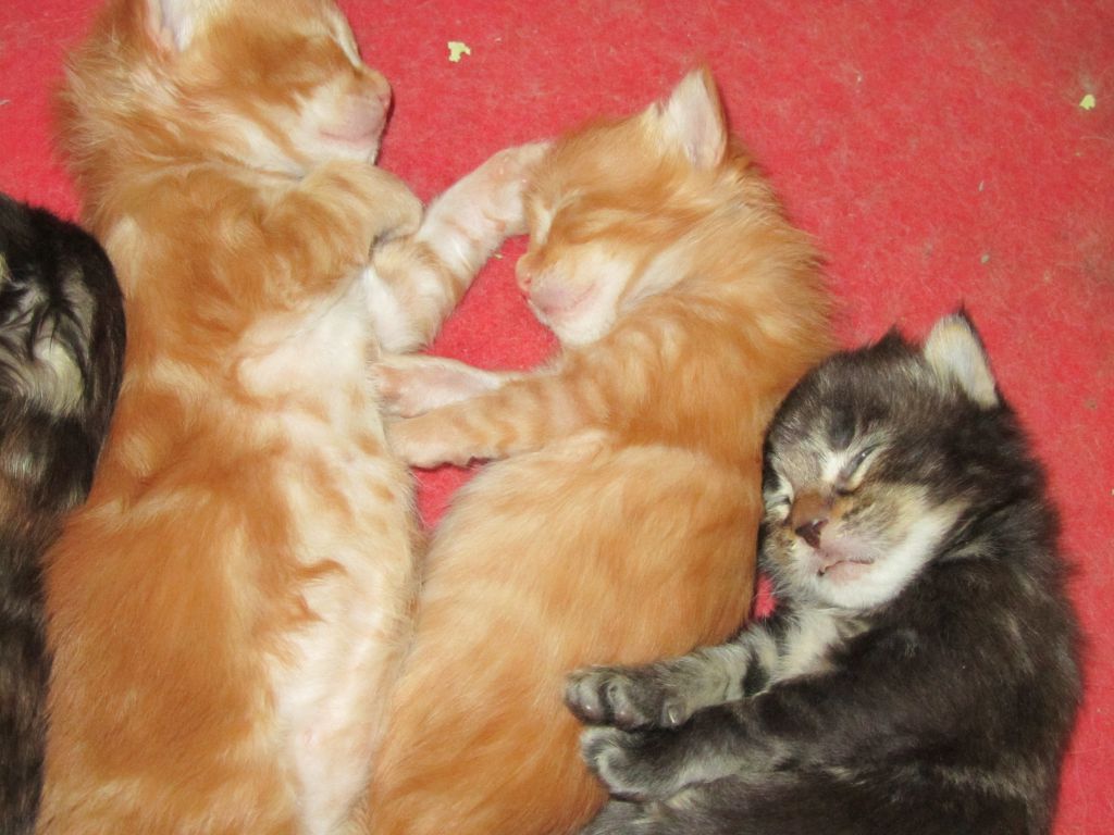 Котята мейн кун (IMG_1704)