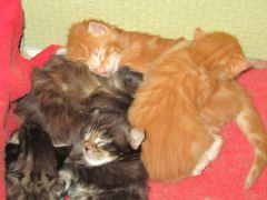 Котята мейн кун (IMG_1705)