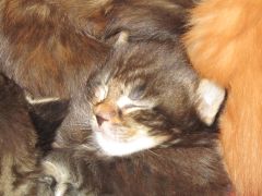 Котята мейн кун (IMG_1707)