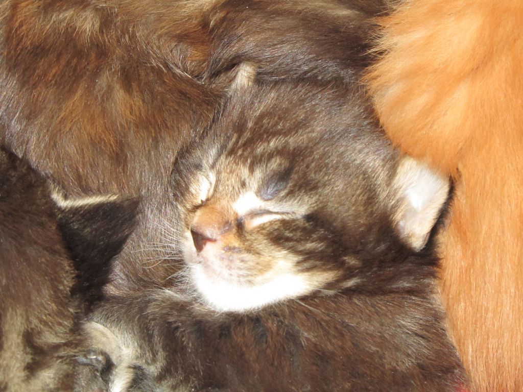 Котята мейн кун (IMG_1707)